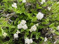 Common whipplea (Whipplea modesta)