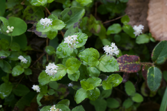 Common whipplea (Whipplea modesta)
