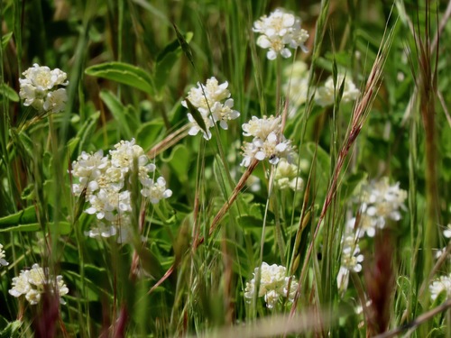 Common whipplea (Whipplea modesta)