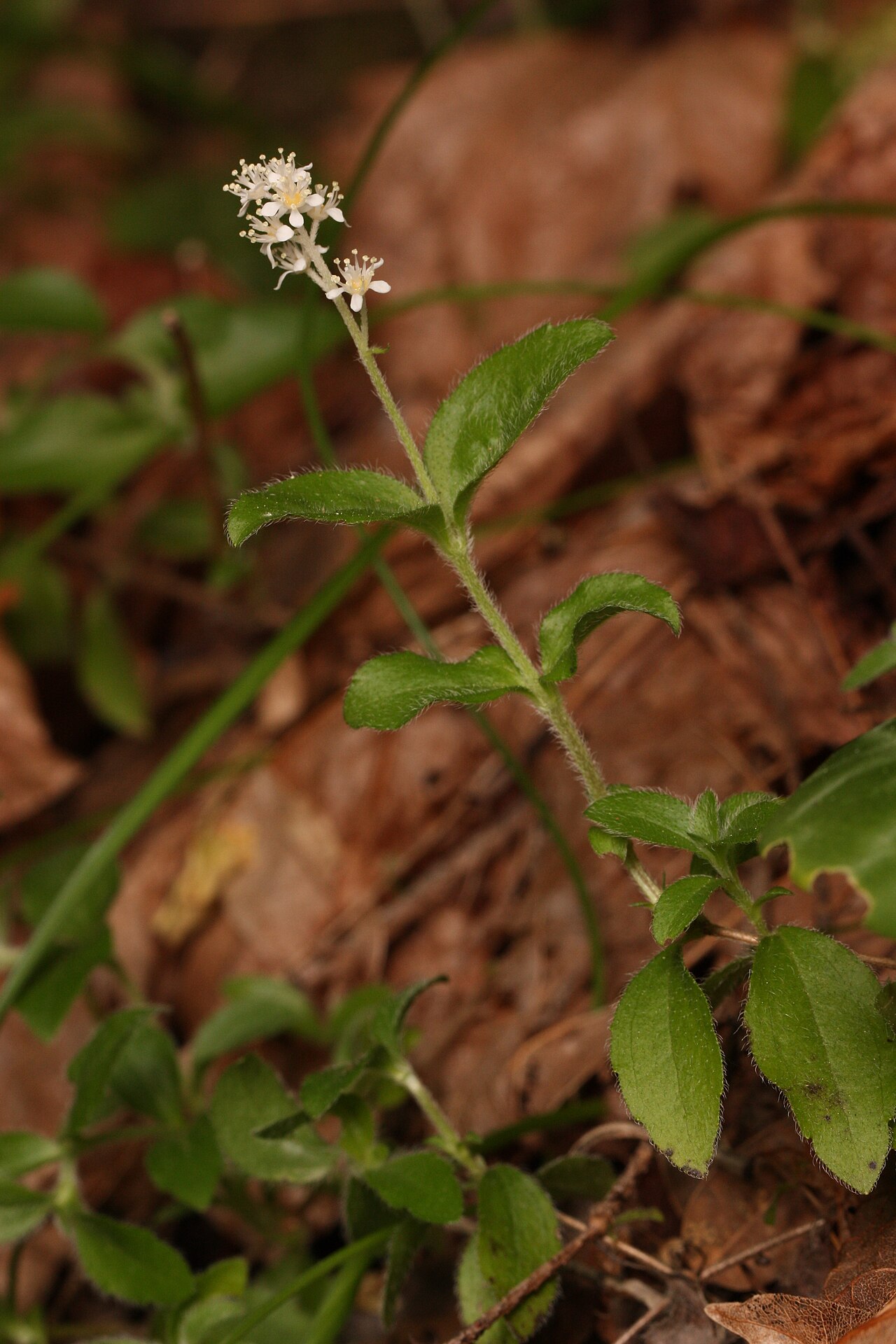 Common whipplea: Common Whipplea, Modesty Viewpoint location: Rainie Falls Trail Rogue Wild and Scenic River Viewpoint elevation: 211 meter (693 ft) Location source: Garmin GPSm