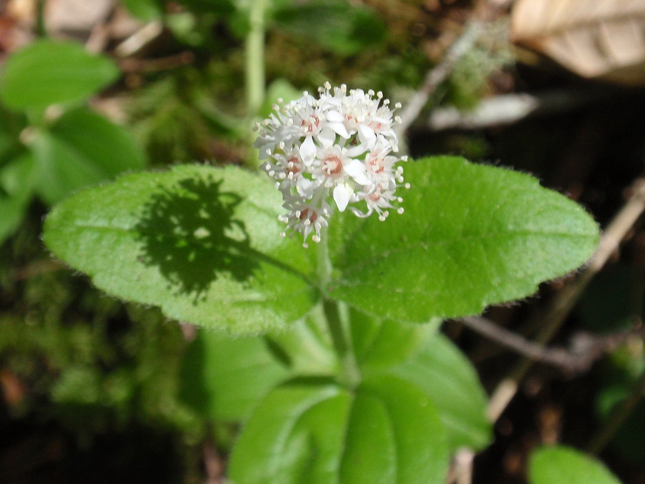 Common whipplea: Whipplea modesta in Plantation, California, USA