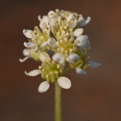 Common whipplea (Whipplea modesta)