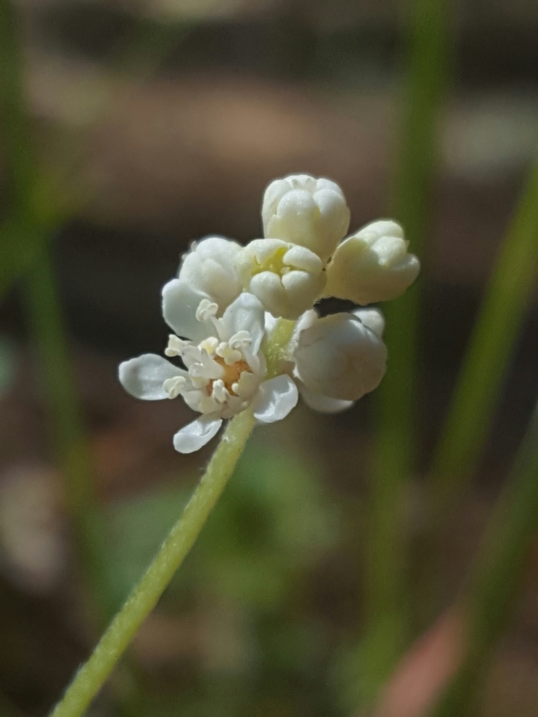 Common whipplea (Whipplea modesta)