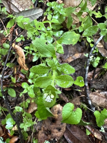 Common whipplea (Whipplea modesta)