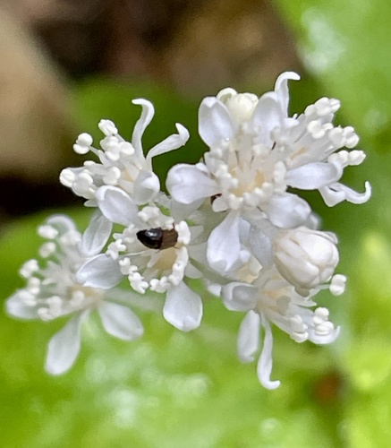 Common whipplea (Whipplea modesta)