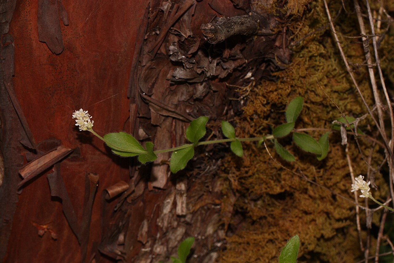 Common whipplea: Common Whipplea, Modesty Viewpoint location: Rainie Falls Trail Rogue Wild and Scenic River Viewpoint elevation: 211 meter (693 ft) Location source: Garmin GPSm