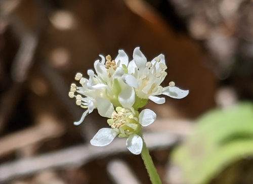 Common whipplea (Whipplea modesta)