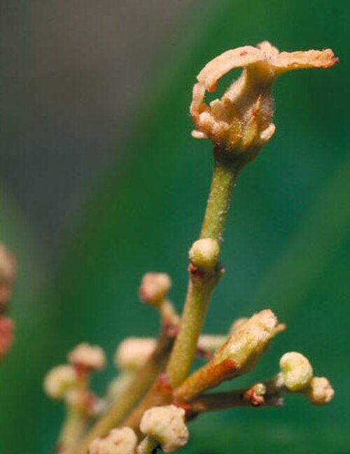 Whyanbeelia terrae-reginae: Female flowers of Whyanbeelia terrae-reginae