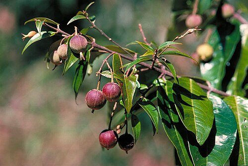 Whyanbeelia terrae-reginae: Foliage and fruit of Whyanbeelia terrae-reginae