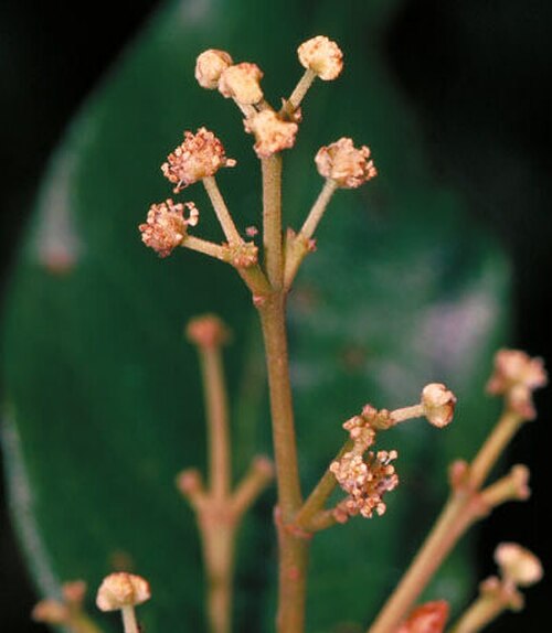 Whyanbeelia terrae-reginae: Male flowers of Whyanbeelia terrae-reginae