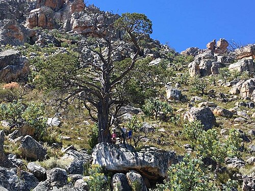 Clanwilliam cedar: Widdringtonia wallichii - Cederberg, South Africa