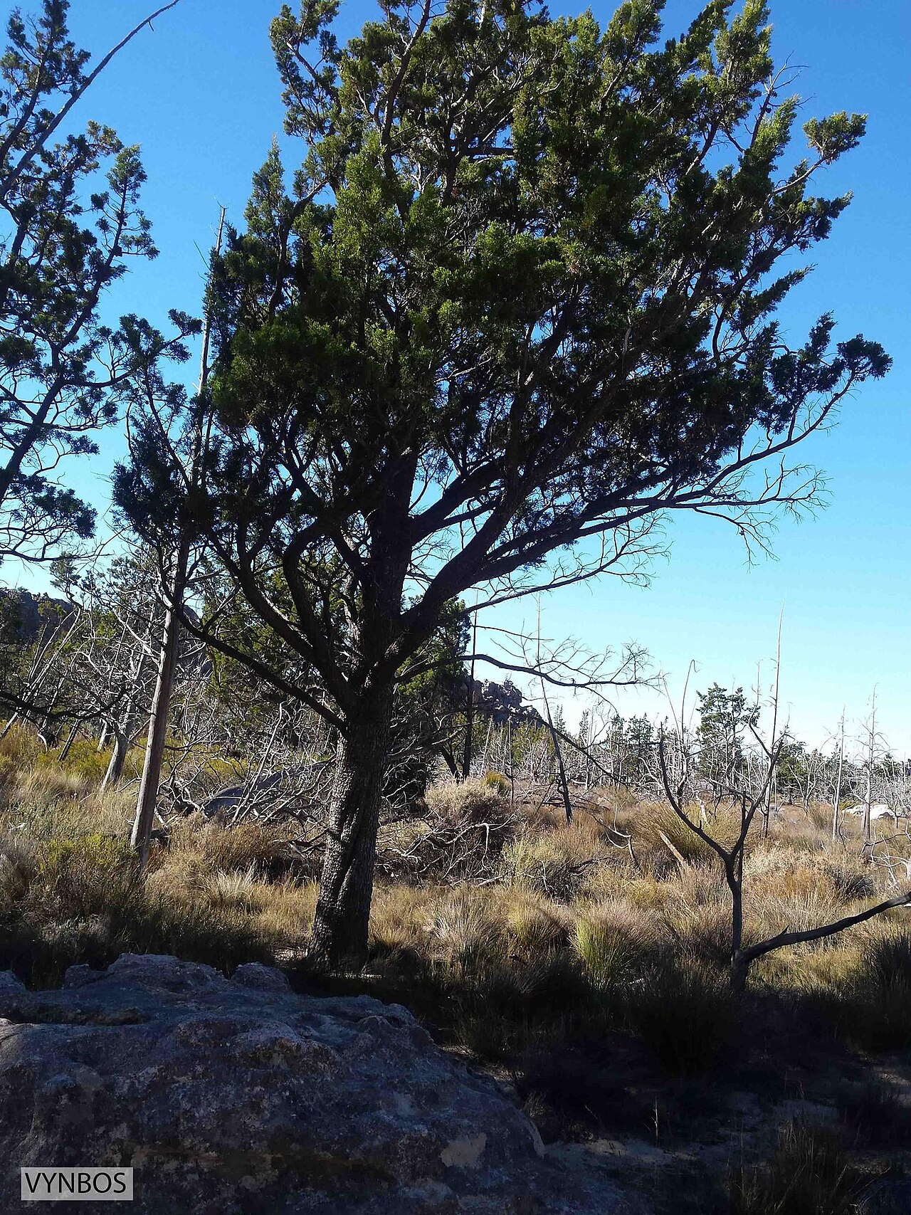 Clanwilliam cedar: Clanwilliam cypress