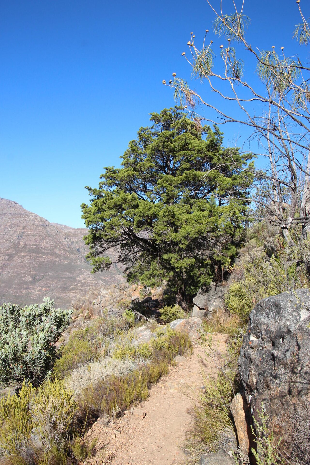Clanwilliam cedar: Clanwilliam cypress