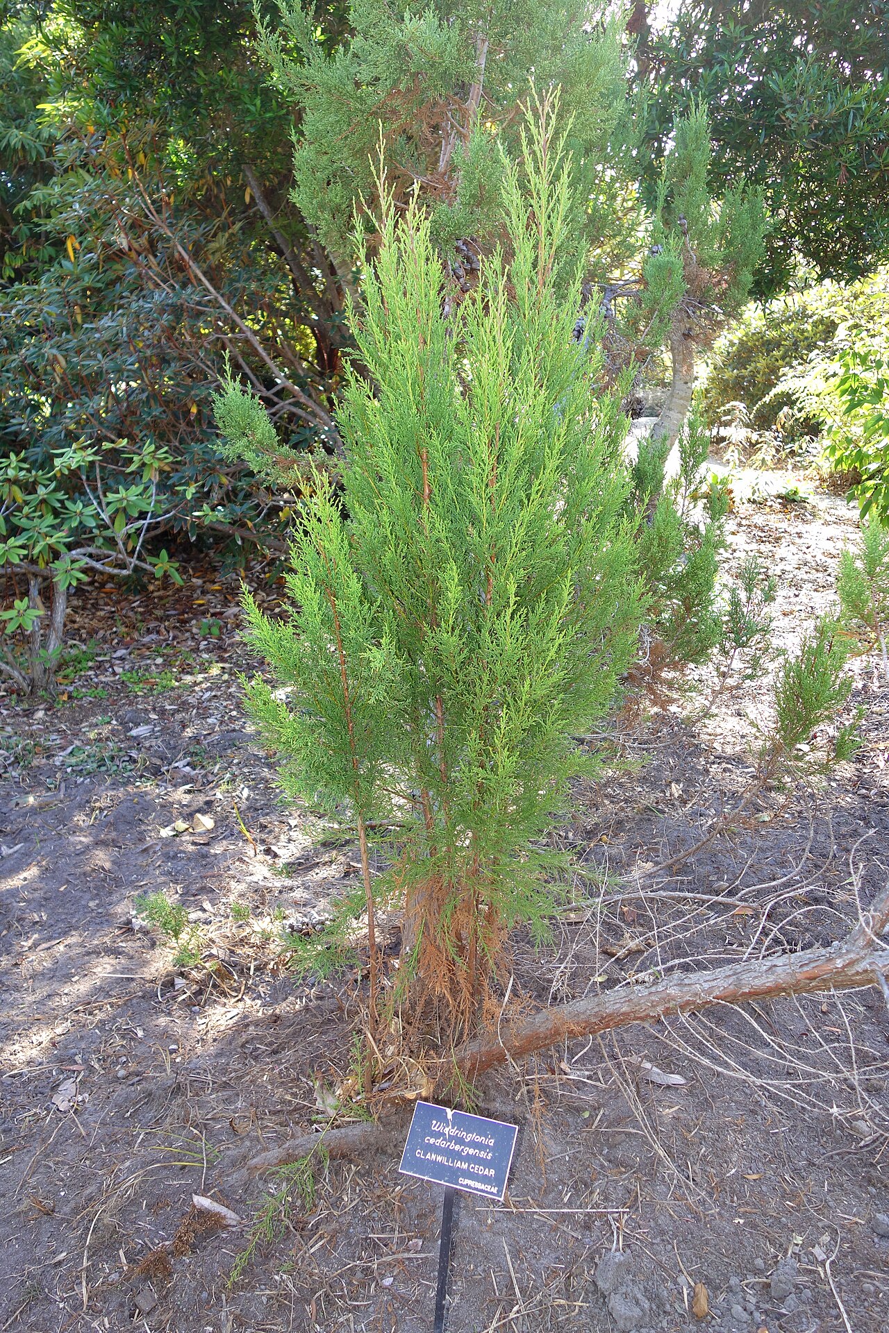 Clanwilliam cedar: Botanical specimen in the Mendocino Coast Botanical Gardens, 18220 N Hwy 1, Fort Bragg, California, USA.