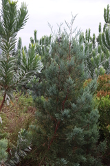 Mountain cypress (Widdringtonia nodiflora)