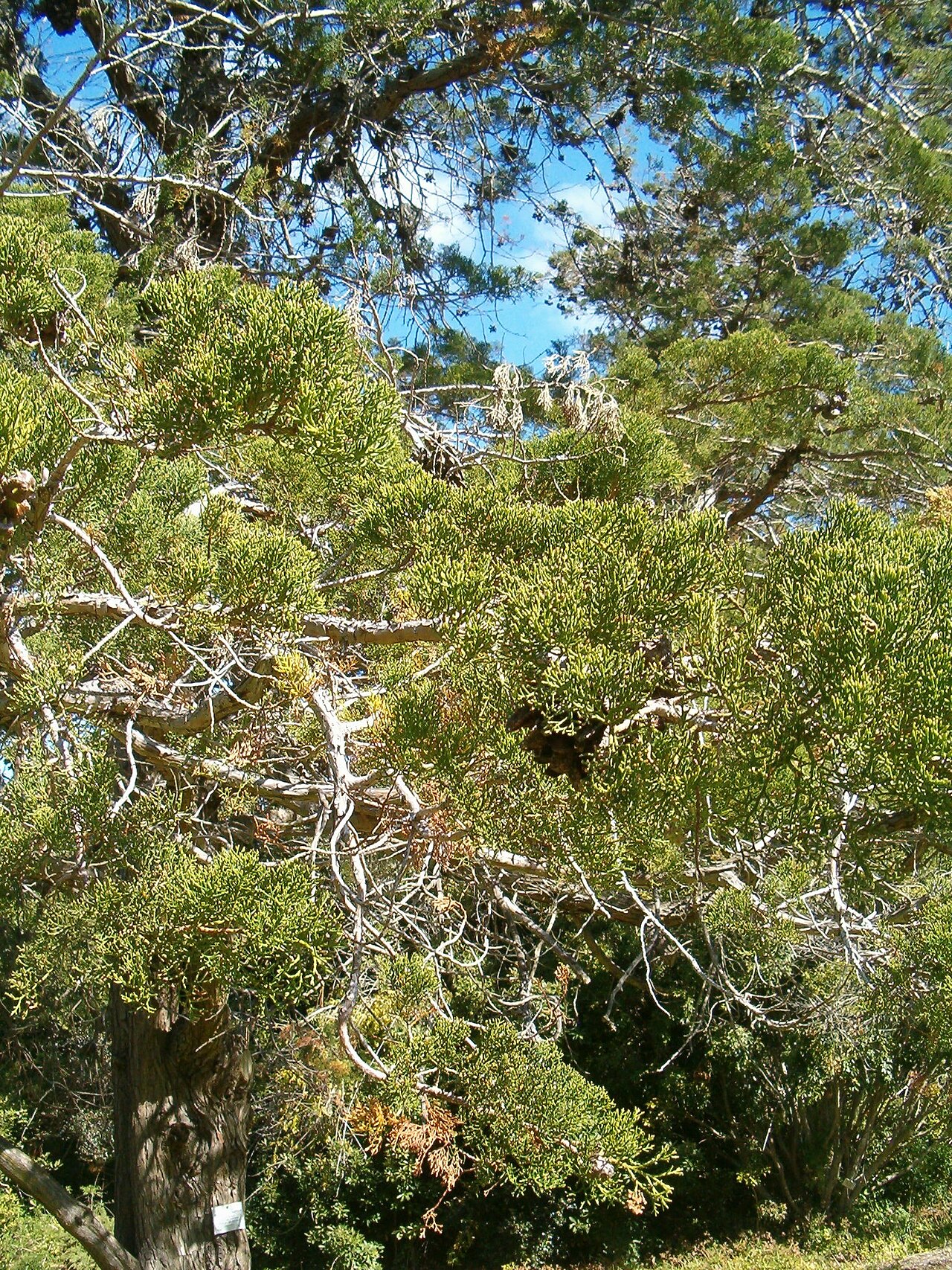 Mountain cypress: At Kirstenbosch National Botanical Gardens Species Widdringtonia nodiflora"