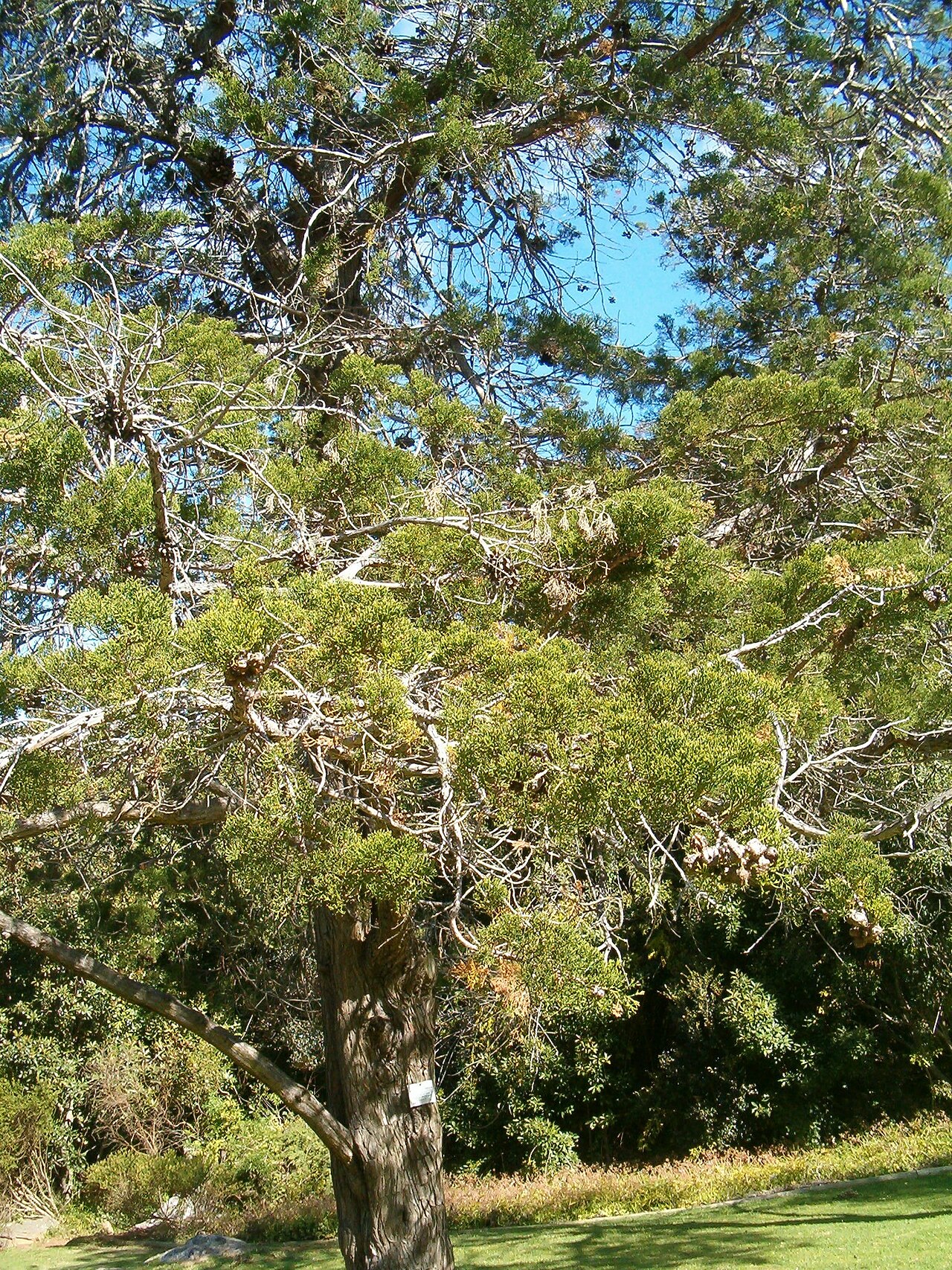 Mountain cypress: At Kirstenbosch National Botanical Gardens Species Widdringtonia nodiflora"