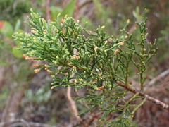 Mountain cypress (Widdringtonia nodiflora)