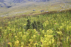 Mountain cypress (Widdringtonia nodiflora)