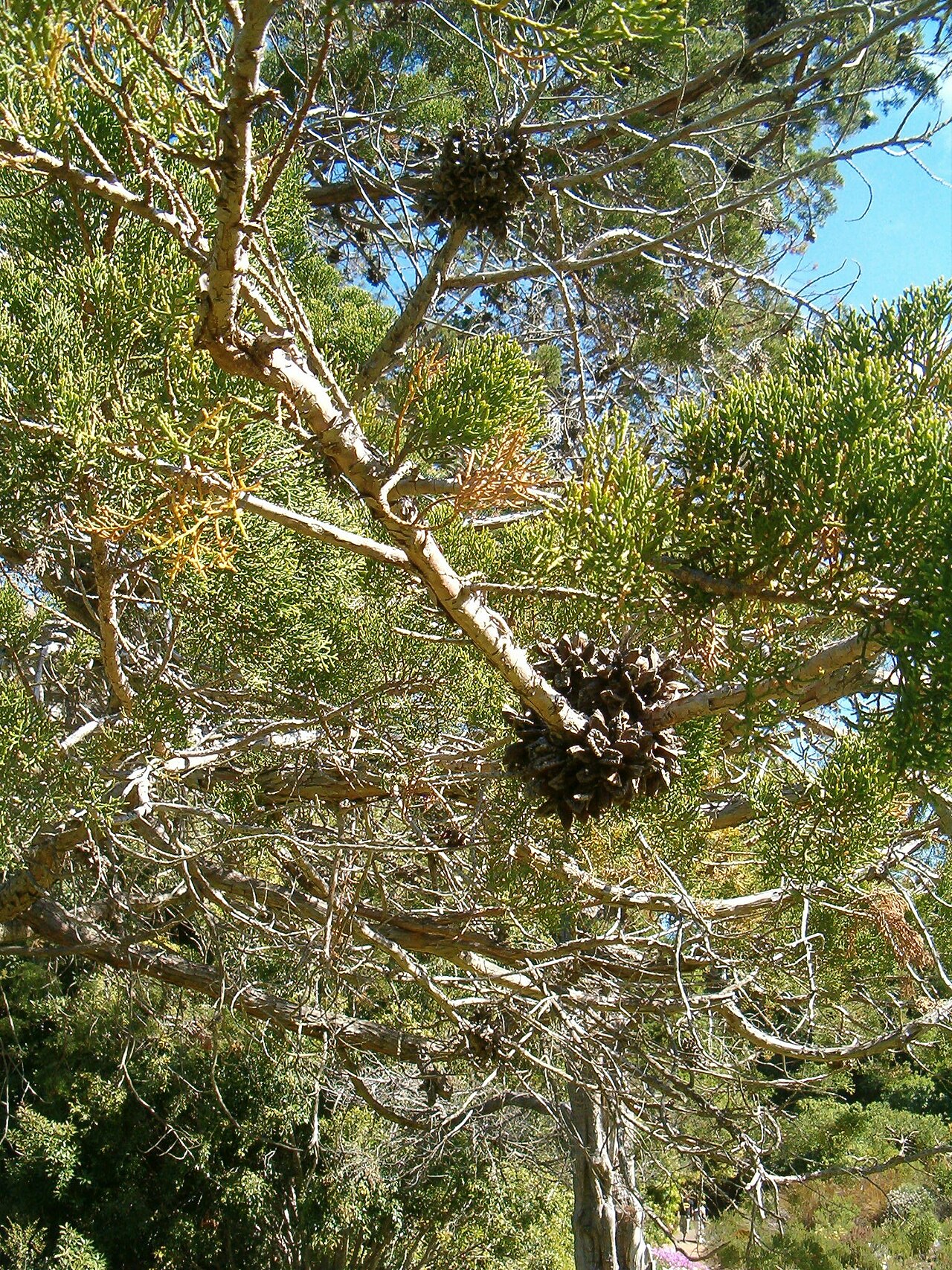 Mountain cypress: At Kirstenbosch National Botanical Gardens Species Widdringtonia nodiflora"