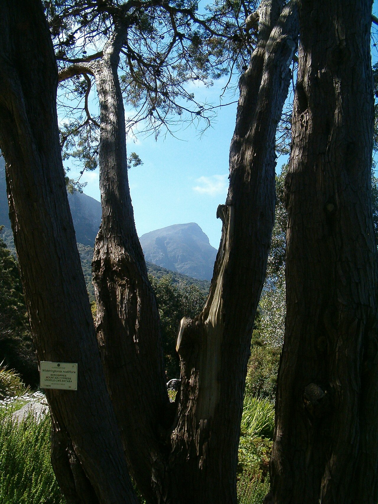 Mountain cypress: At Kirstenbosch National Botanical Gardens Species Widdringtonia nodiflora"