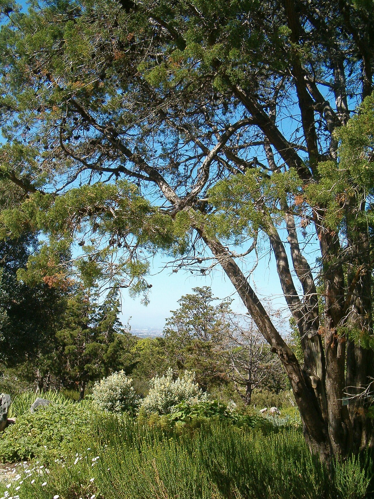 Mountain cypress: At Kirstenbosch National Botanical Gardens Species Widdringtonia nodiflora"