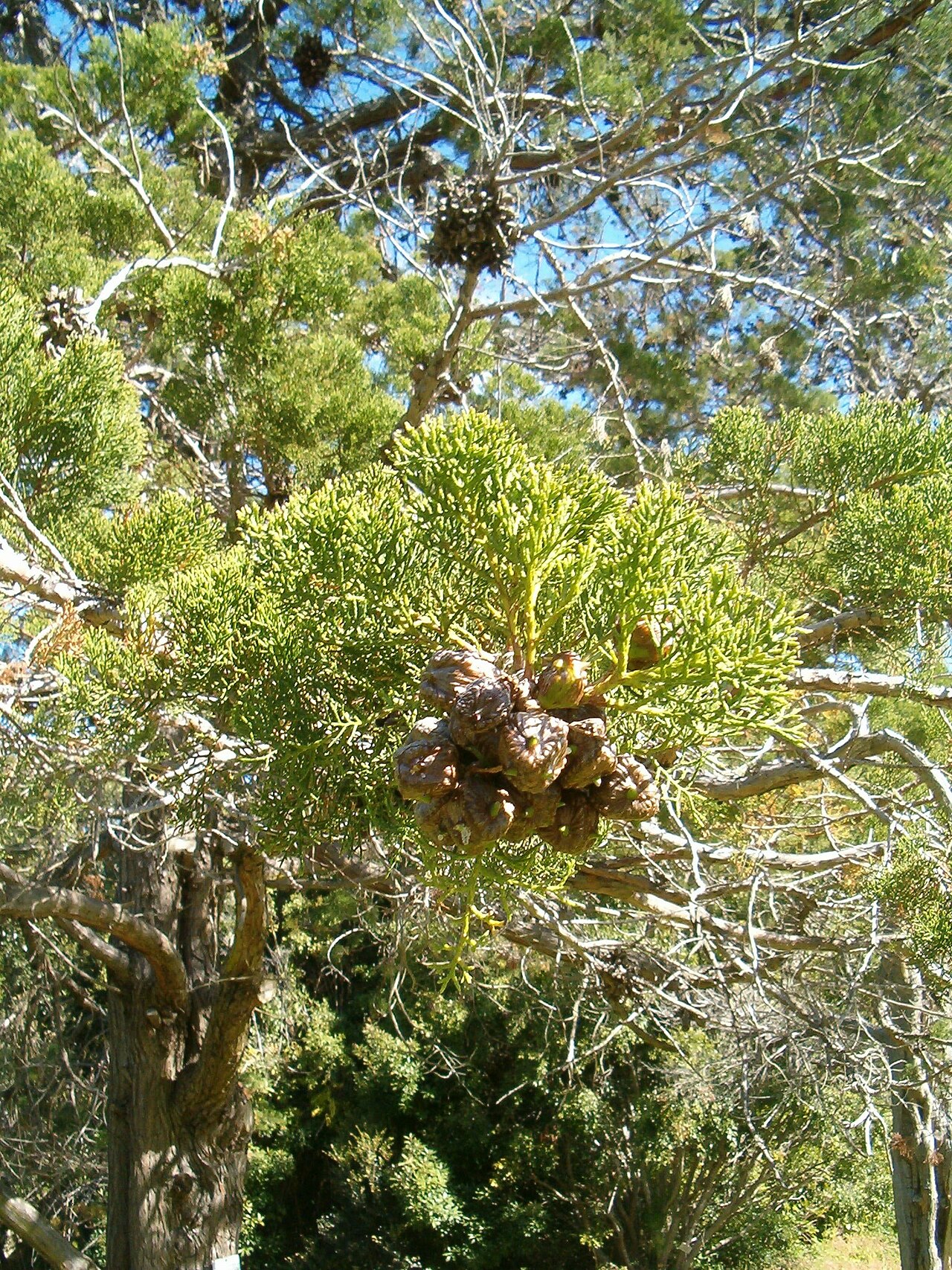 Mountain cypress: At Kirstenbosch National Botanical Gardens Species Widdringtonia nodiflora