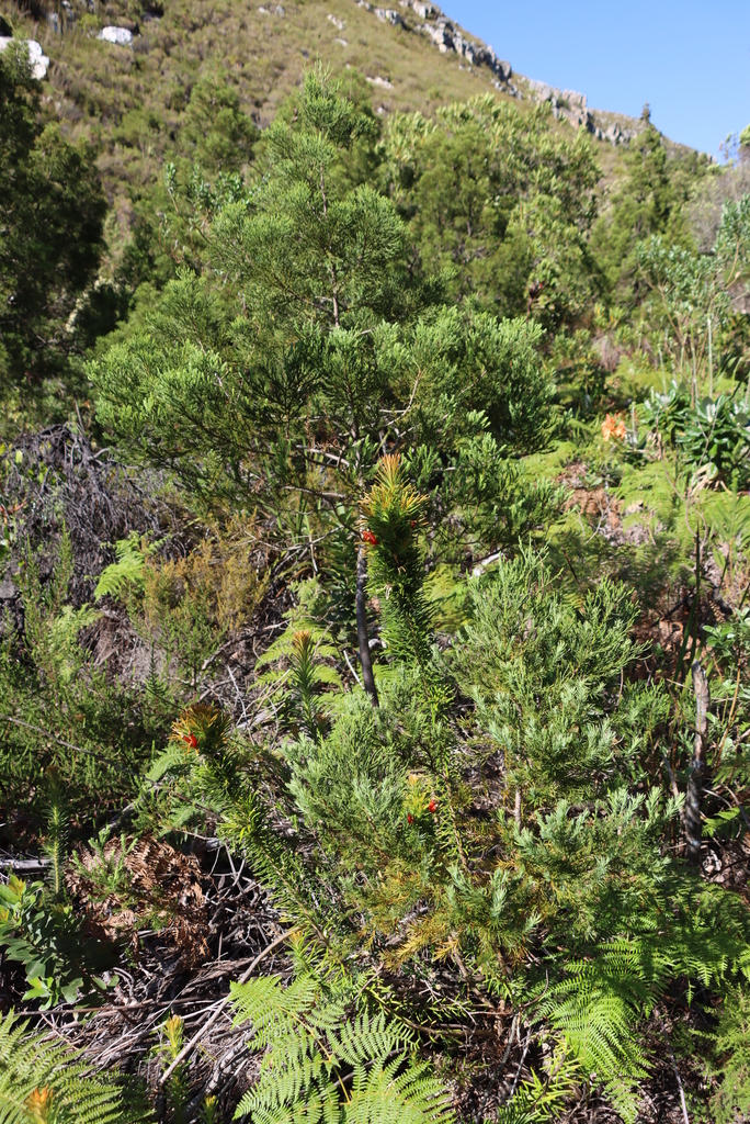 Mountain cypress (Widdringtonia nodiflora)