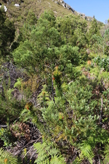 Mountain cypress (Widdringtonia nodiflora)
