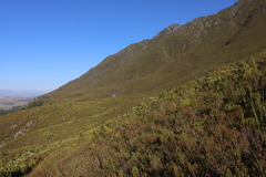 Mountain cypress (Widdringtonia nodiflora)