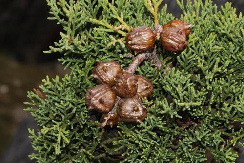 Willowmore cedar (Widdringtonia schwarzii)