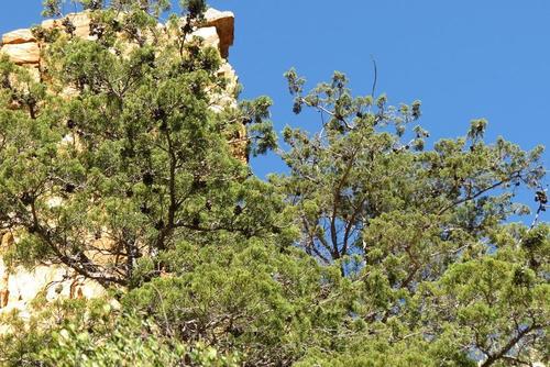 Willowmore cedar (Widdringtonia schwarzii)