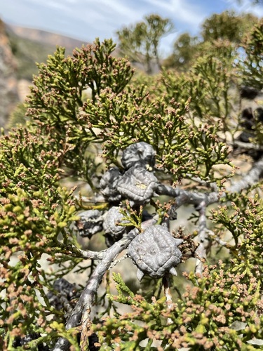 Willowmore cedar (Widdringtonia schwarzii)