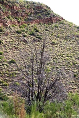 Willowmore cedar (Widdringtonia schwarzii)
