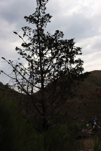 Willowmore cedar (Widdringtonia schwarzii)
