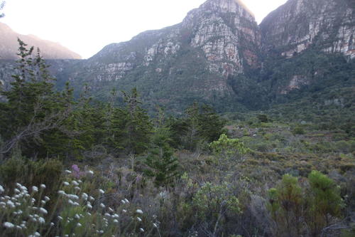 Willowmore cedar (Widdringtonia schwarzii)