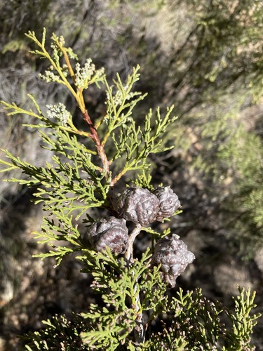 Willowmore cedar (Widdringtonia schwarzii)