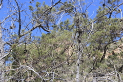 Willowmore cedar (Widdringtonia schwarzii)