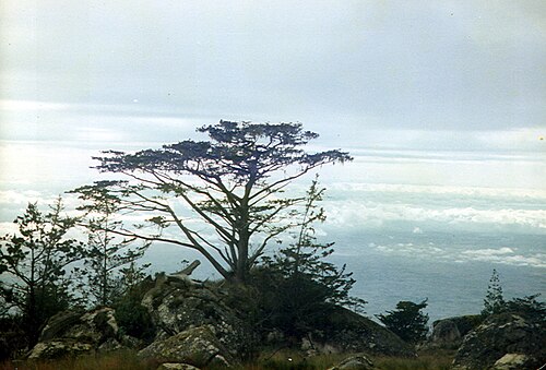 Mulanje cedar: Mulanje Cypress Widdringtonia whytei on Mount Mulanje, Malawi