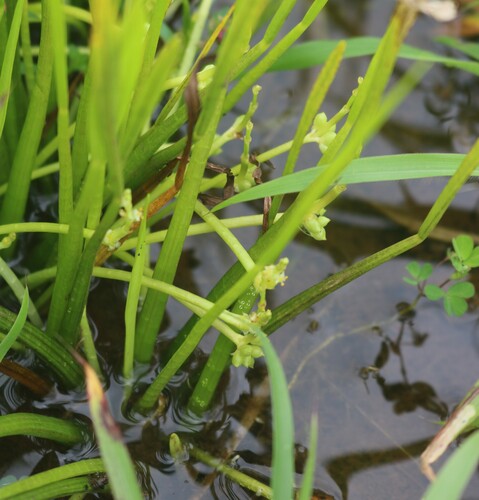 Wiesneria triandra (Wiesneria triandra)