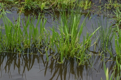 Wiesneria triandra (Wiesneria triandra)