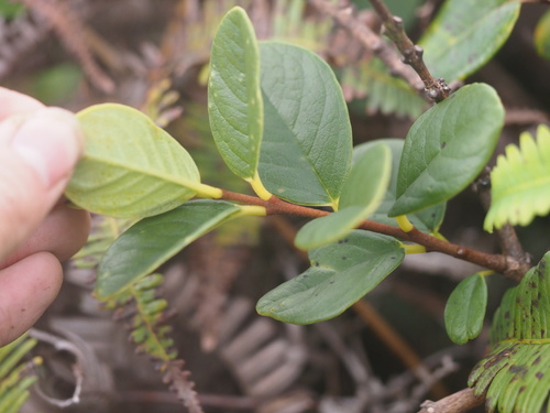 Alpine false ohelo (Wikstroemia bicornuta)