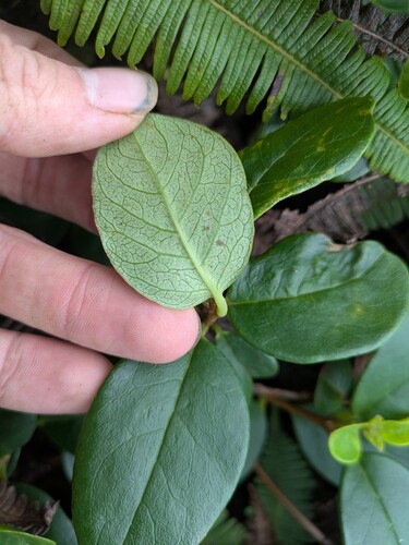 Alpine false ohelo (Wikstroemia bicornuta)