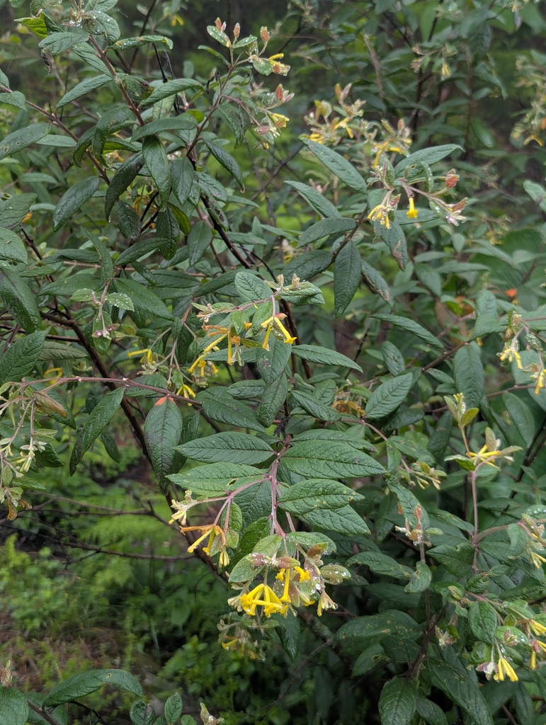Wikstroemia canescens (Wikstroemia canescens)