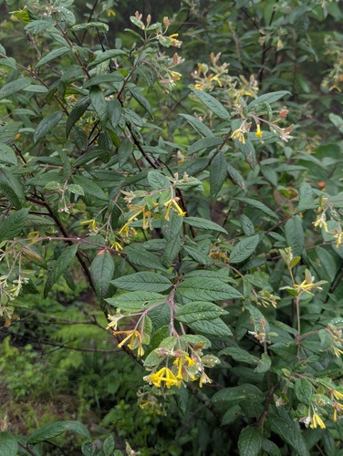 Wikstroemia canescens (Wikstroemia canescens)