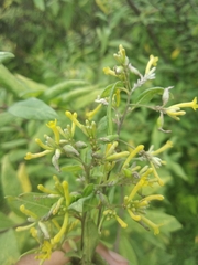 Wikstroemia canescens (Wikstroemia canescens)