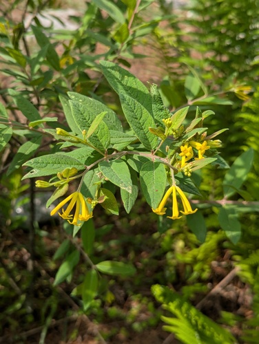 Wikstroemia canescens (Wikstroemia canescens)