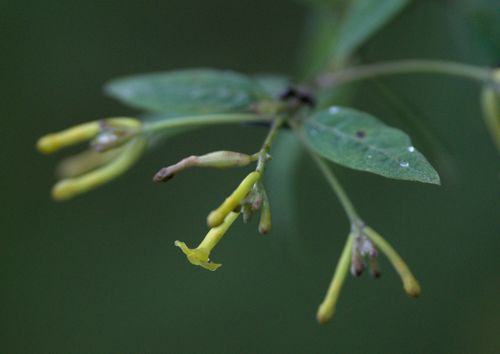 Wikstroemia canescens (Wikstroemia canescens)