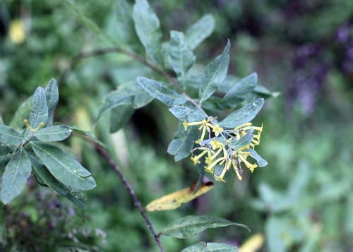 Wikstroemia canescens (Wikstroemia canescens)