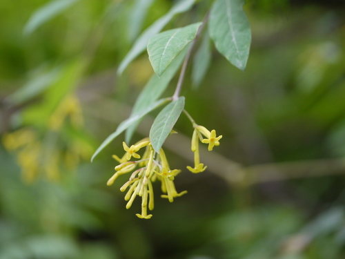Wikstroemia canescens (Wikstroemia canescens)